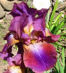 Iris - Vilkdalgis - Šokis tamsoje